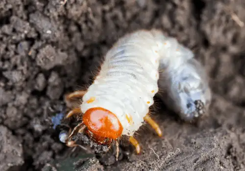 white C-shaped grub larva with orange head burrowing in dark soil