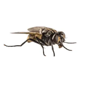 Close-up of a house fly on white background showing wings, compound eyes, and legs