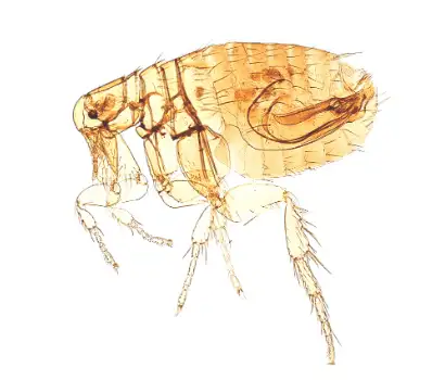 enlarged detailed illustration of a flea showing a segmented body, long hind legs and visible mouthparts