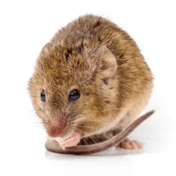 Small brown rodent grooming its front paw, curled tail visible on a white background
