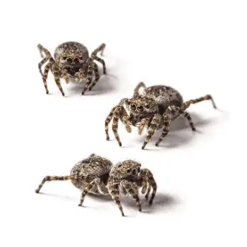 Three small brown spiders clustered on a white background