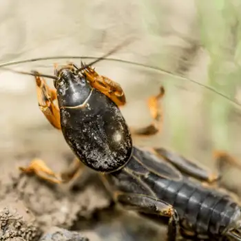 Close-up of a dark brown elongated burrowing insect on soil holding a thin grass blade