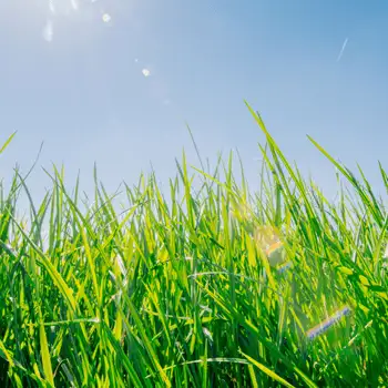Tall green lawn grass under a bright blue sky with sunlight flare
