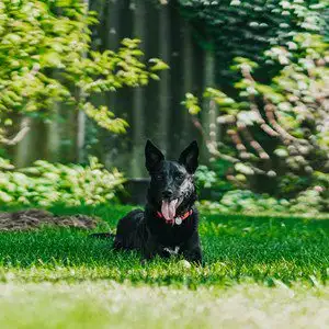 Black dog lying on a green lawn in a backyard with a wooden fence and leafy shrubs