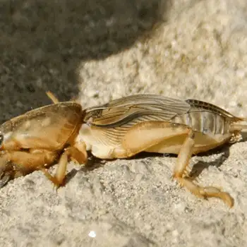 Close-up of a brown mole cricket on soil, showing shovel-like forelegs, segmented abdomen and textured wing covers