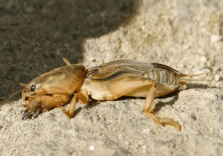 Mole cricket on sandy soil showing large digging forelegs and striped wings