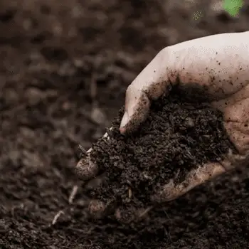 Hand holding a handful of dark soil as a soil-testing sample