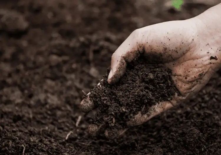 Hand holding loose dark garden soil above bare tilled ground