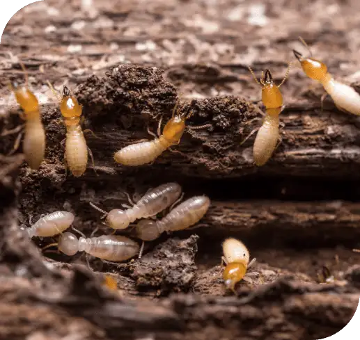 Several pale worker termites clustered on and inside a decaying wood tunnel