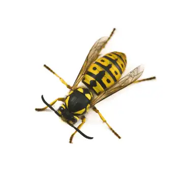 close up of wasp