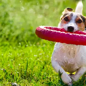 Small white and brown dog running through grass carrying a red rubber ring toy in its mouth