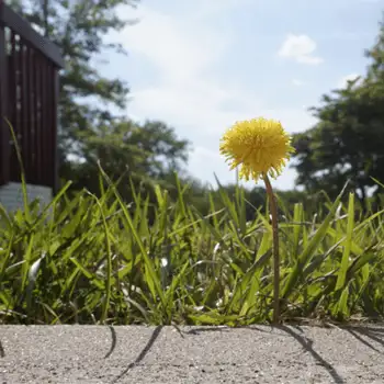 Single yellow dandelion growing at lawn edge beside concrete sidewalk, trees and sky in the background