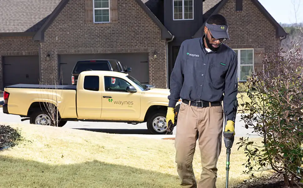 pest control in auburn