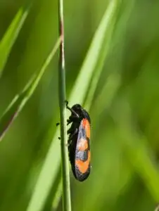 Black-and-red froghopper (Cercopis vulnerata) clinging to a vertical grass blade