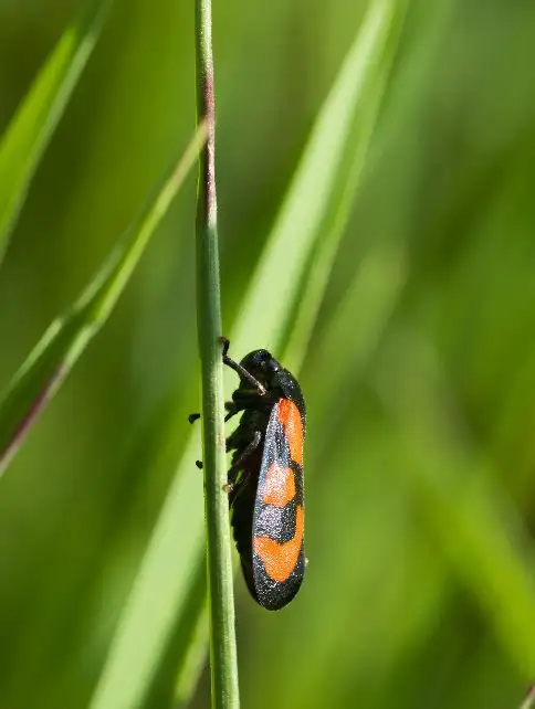 Black-and-red froghopper (Cercopis vulnerata) clinging to a vertical grass blade