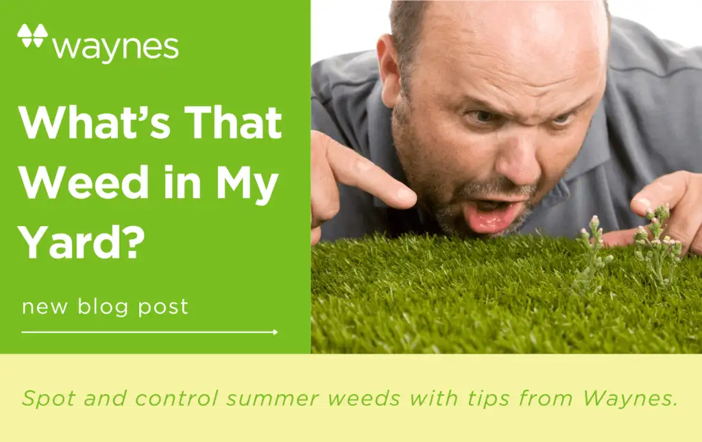 Man leaning close to turf, pointing at and inspecting small weeds growing in the grass