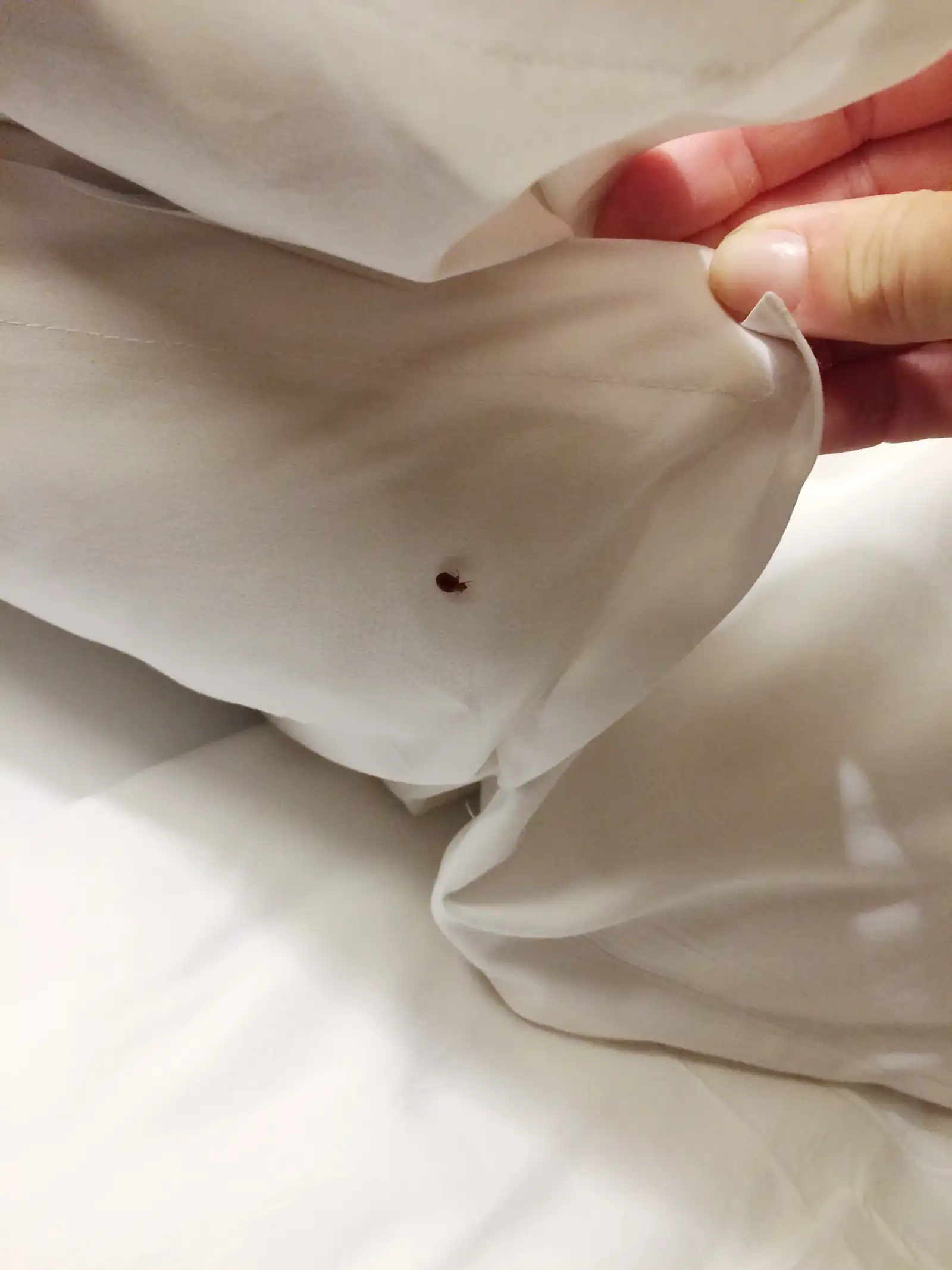 bed bug on blanket