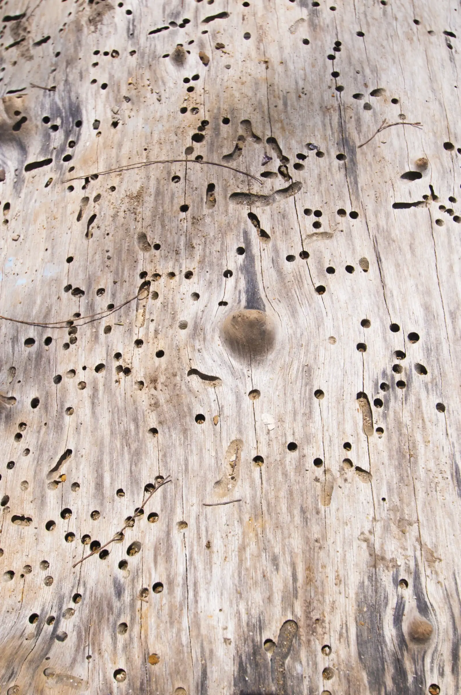 signs of carpenter bee damage