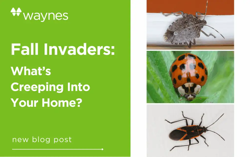 Green banner reading Fall Invaders: What's Creeping Into Your Home? beside stacked close-ups of three different insects