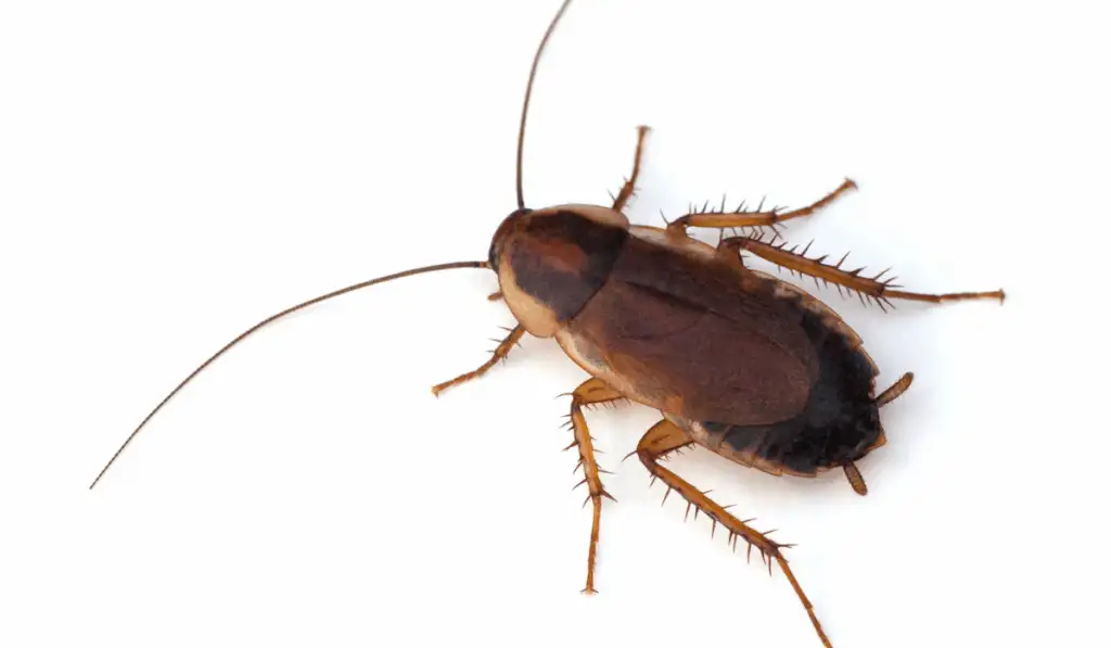 Pennsylvania Wood Cockroach