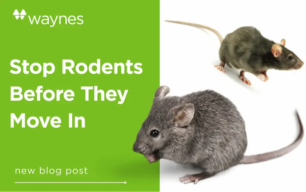 Green panel with Waynes logo and headline "Stop Rodents Before They Move In" beside two rodents on a white background