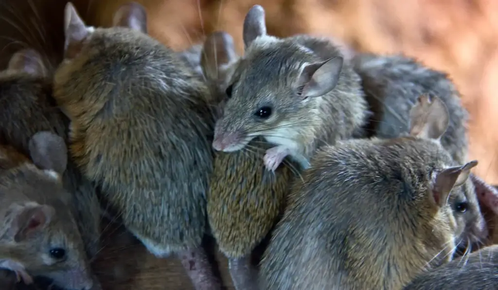 mice