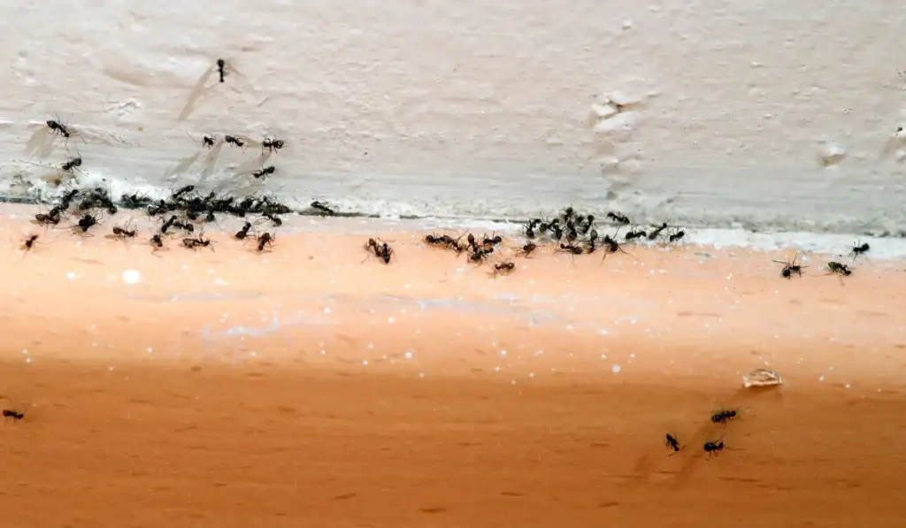 Ant Infestations