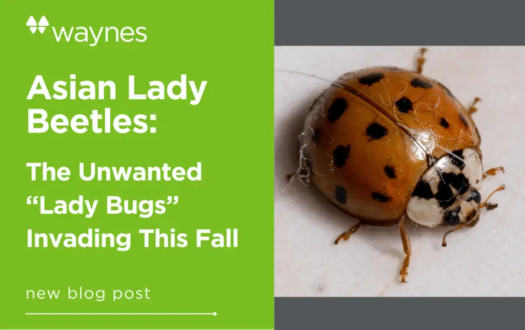 Close-up of an Asian lady beetle with an orange shell, black spots, and fine fibers on its back on a light surface