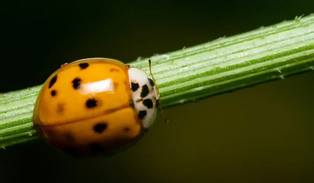 A closeup of an Asian lady beetle on a plant.