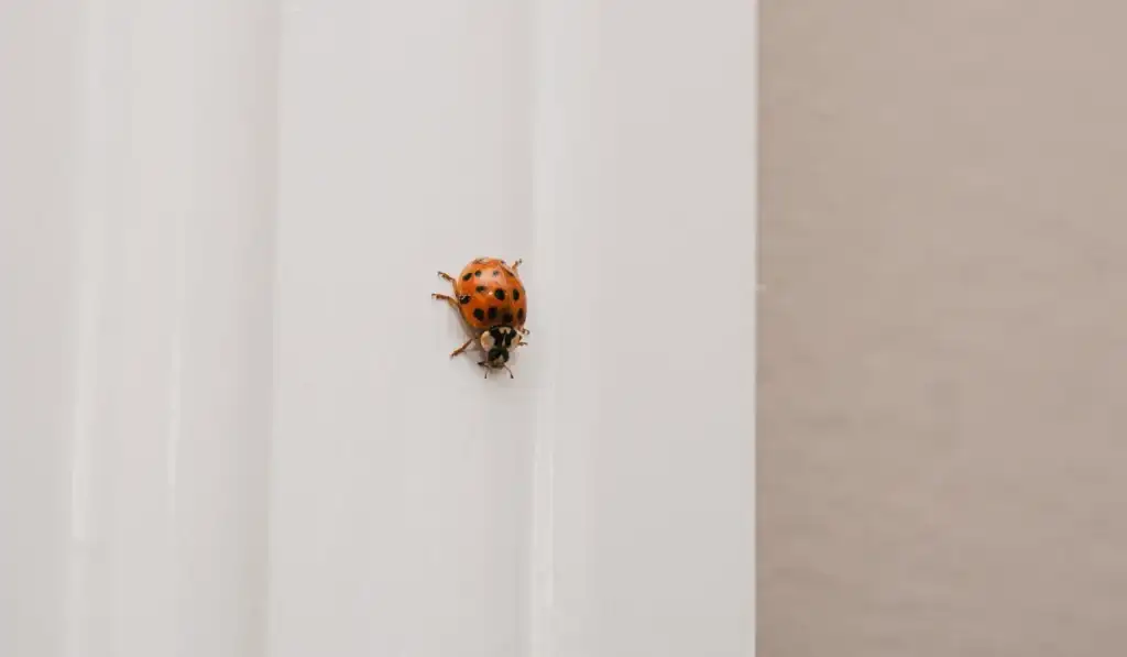Asian Lady Beetle crawling down window frame