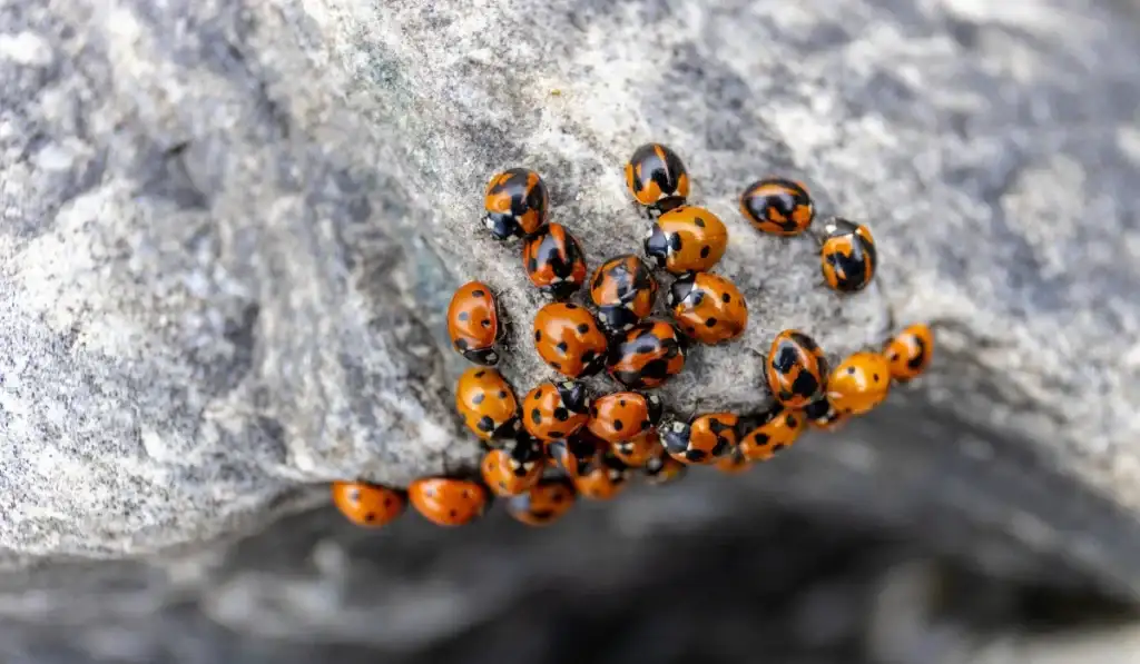Asian lady beetle