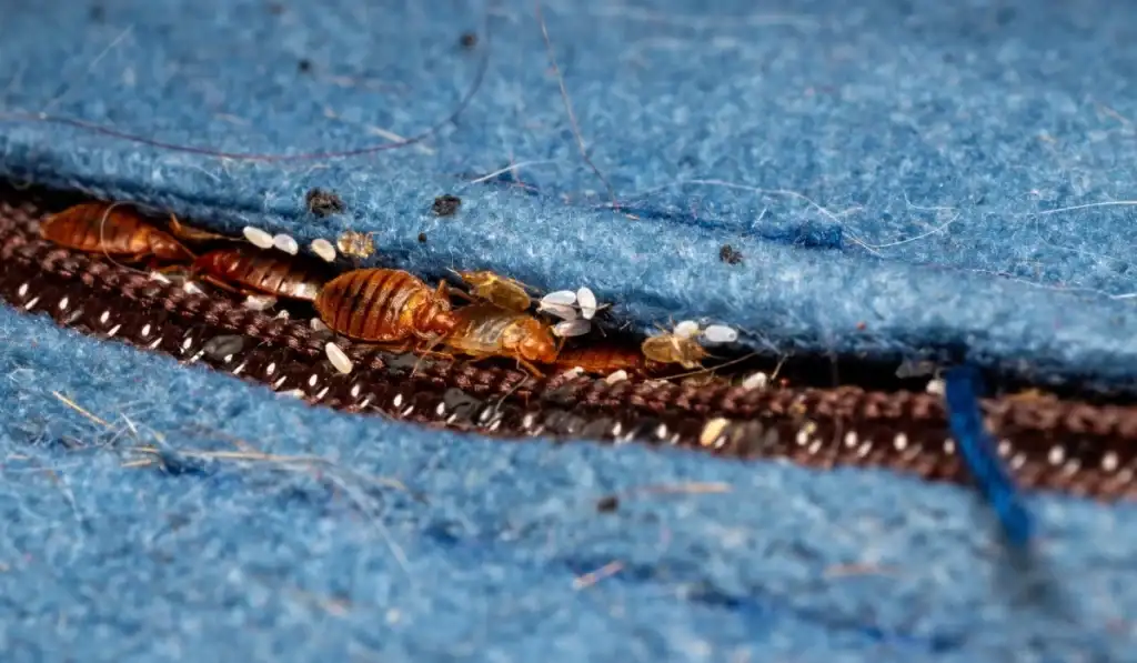 bed bug droppings