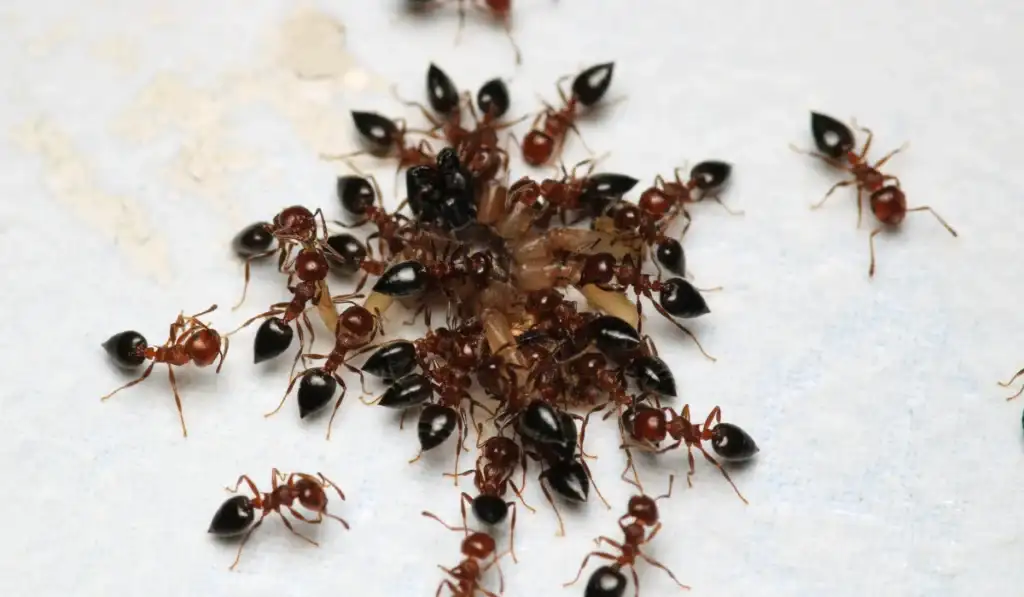 Black carpenter ant