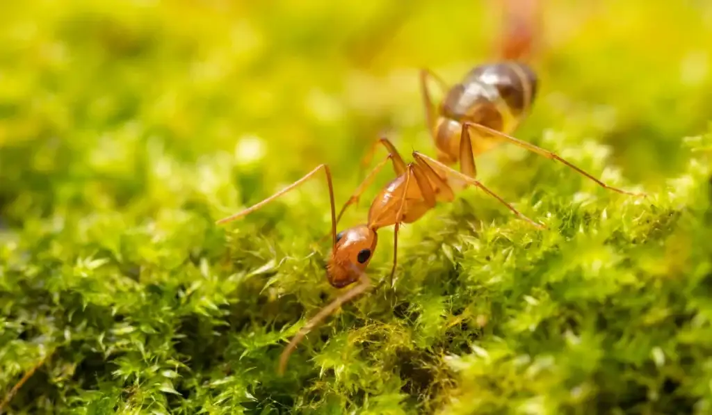 Crazy Ants