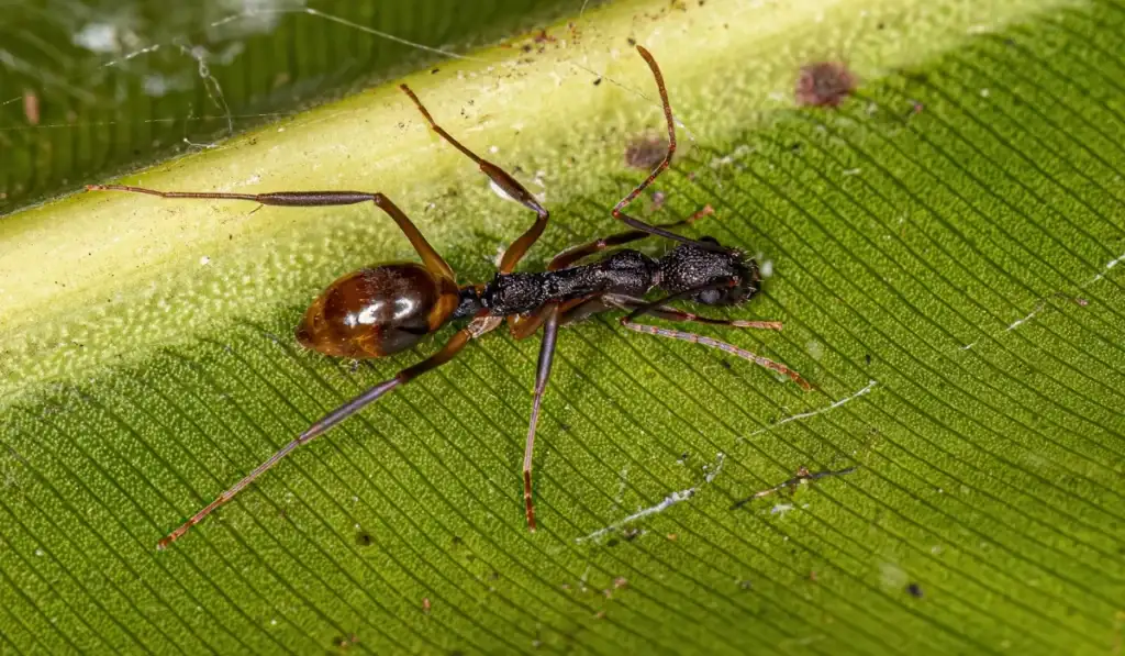 Odorous House Ant