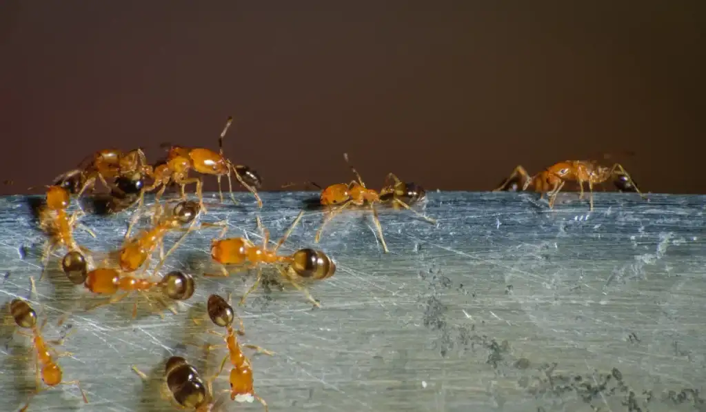 PHARAOH ANTS roaming for food