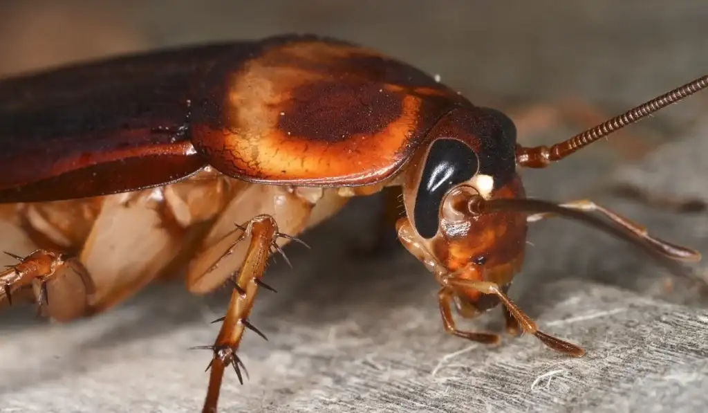 The American cockroach (Periplaneta americana), a species of cockroaches.