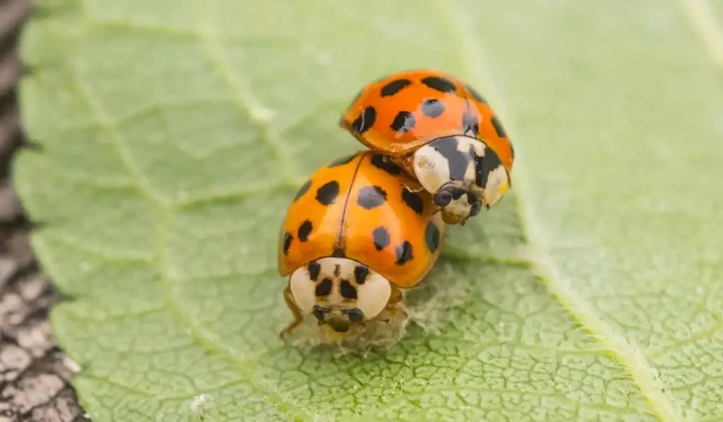 Two Multicolored Asian Lady Beetles mating