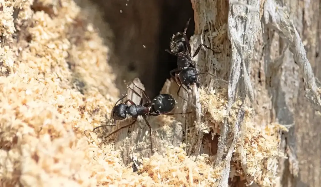 carpenter ant nest