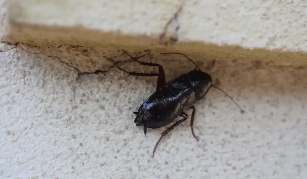 female oriental cockroach