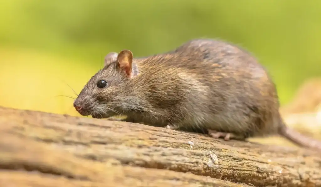 norway rat
