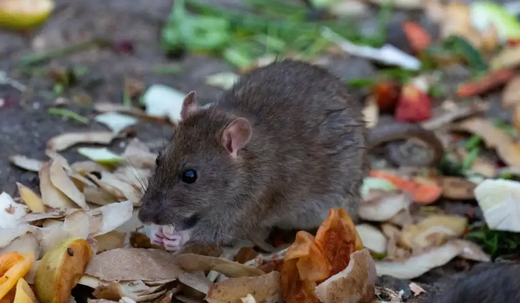 roof rat