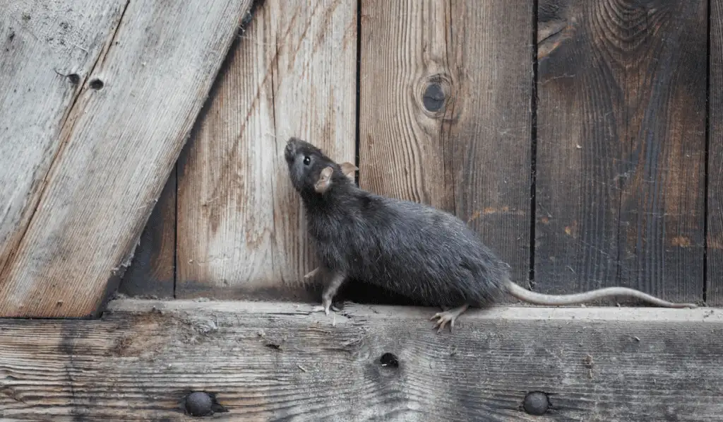 wild brown norway rat