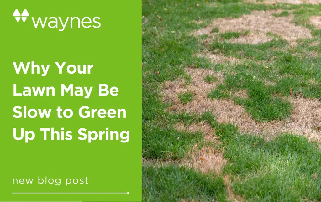 Green panel with Waynes logo and blog title; adjacent lawn with patchy brown and green grass