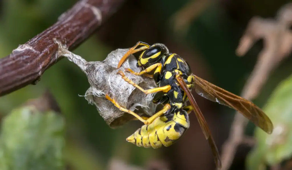 paper wasp building the nest