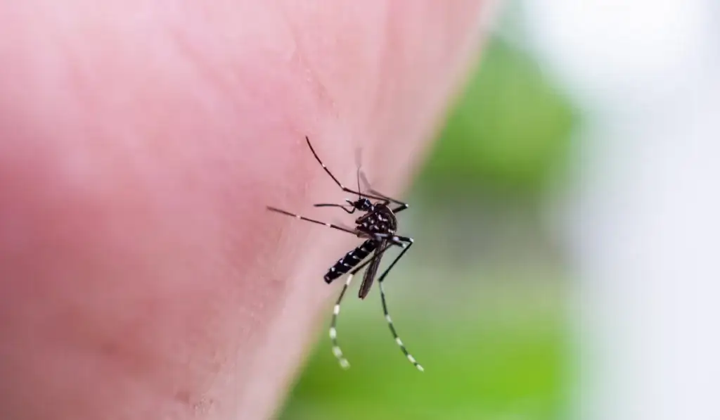 Aedes Mosquitoes