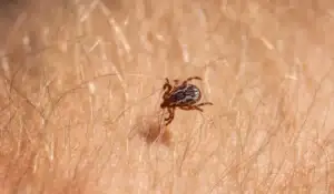 American Dog Tick