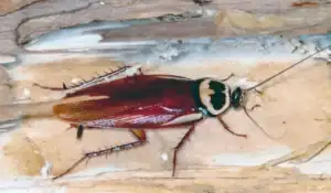Australian Cockroach