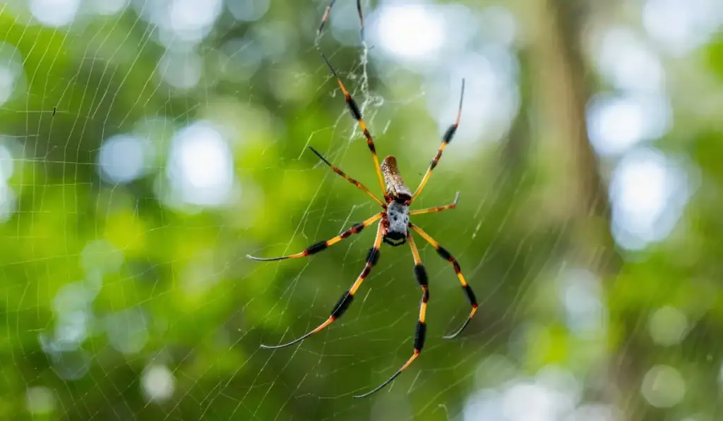 Banana Spider