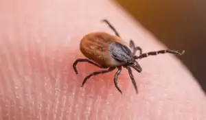Black-Legged Tick